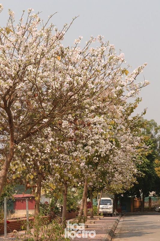 Xuân này ghé Điện Biên: Sắc ban trắng vẽ nên một “nàng thơ” Tây Bắc mộng mơ - 6