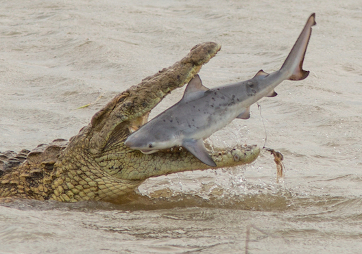 Kinh ngạc cảnh cá sấu quái vật nặng 700kg nuốt chửng cá mập - 1