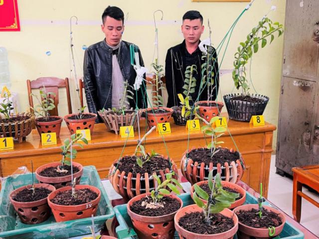 Đi ôtô tới Thanh Hóa trộm hoa lan đột biến giá trị 1,8 tỉ đồng