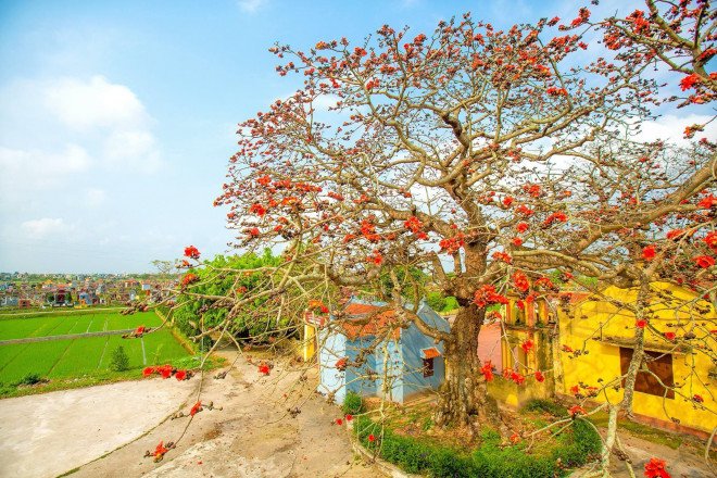 Choáng ngợp trước bộ ảnh hoa gạo đẹp đến nao lòng trên miền quê Thái Bình - 3