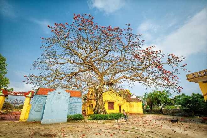 Choáng ngợp trước bộ ảnh hoa gạo đẹp đến nao lòng trên miền quê Thái Bình - 6