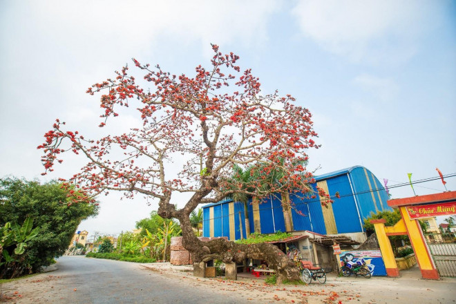 Choáng ngợp trước bộ ảnh hoa gạo đẹp đến nao lòng trên miền quê Thái Bình - 5