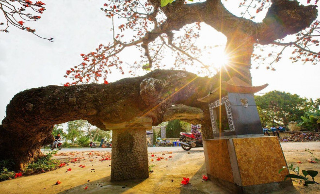 Choáng ngợp trước bộ ảnh hoa gạo đẹp đến nao lòng trên miền quê Thái Bình - 4