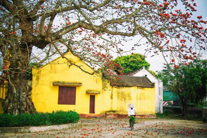 Choáng ngợp trước bộ ảnh hoa gạo đẹp đến nao lòng trên miền quê Thái Bình - 7
