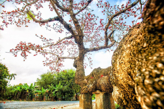 Choáng ngợp trước bộ ảnh hoa gạo đẹp đến nao lòng trên miền quê Thái Bình - 8