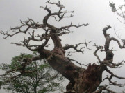 Ngỡ ngàng “cây chết” được trả tiền tỷ, chủ nhân vẫn chưa muốn bán