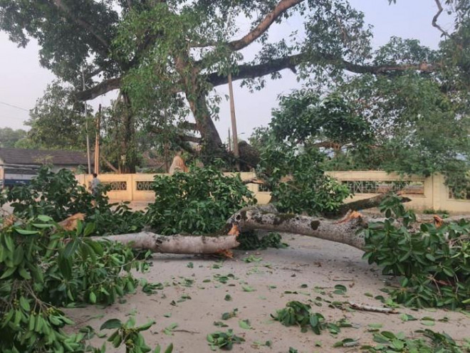 Nghệ An: Cây đa cổ thụ đổ trước cổng trường, 4 học sinh nhập viện - 2