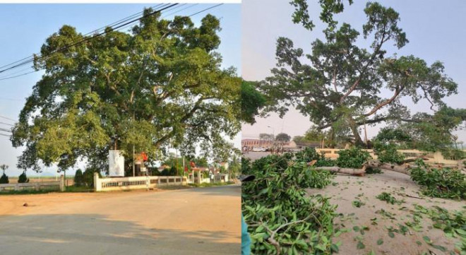 Nghệ An: Cây đa cổ thụ đổ trước cổng trường, 4 học sinh nhập viện - 3