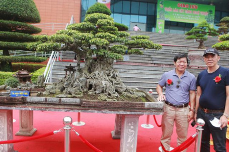 Nghệ nhân Hà Nội phát giá 30 tỷ cho cây sanh quê có tuổi đời hơn 100 năm
