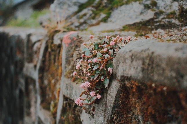 Đến Hà Giang thăm "nhà của Vua Mèo": Tha hồ check-in với những góc "sống ảo" cổ kính - 8