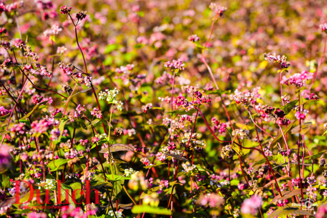 Ngất ngây miền thảo nguyên biên viễn Suôi Thầu - 16