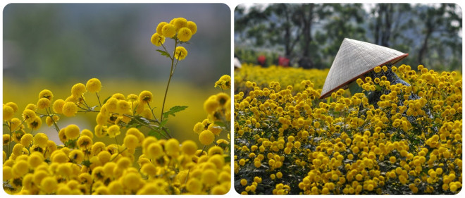 Xao xuyến mùa cúc chi vàng rực trên cánh đồng Nghĩa Trai - 3