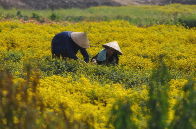 Xao xuyến mùa cúc chi vàng rực trên cánh đồng Nghĩa Trai - 4