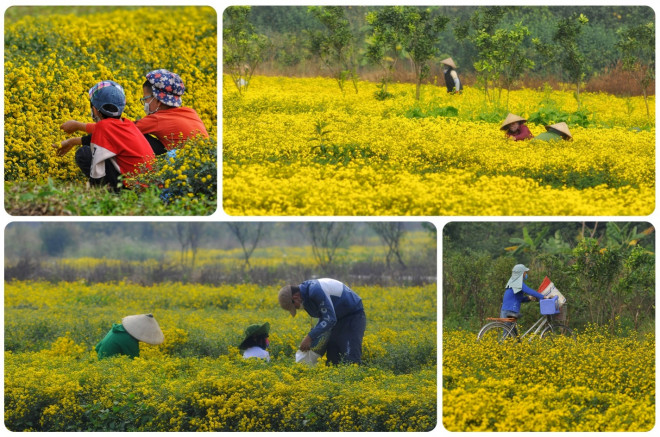 Xao xuyến mùa cúc chi vàng rực trên cánh đồng Nghĩa Trai - 5