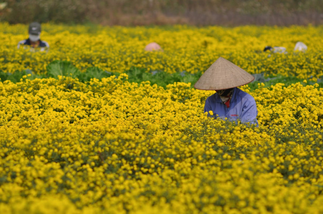 Xao xuyến mùa cúc chi vàng rực trên cánh đồng Nghĩa Trai - 6