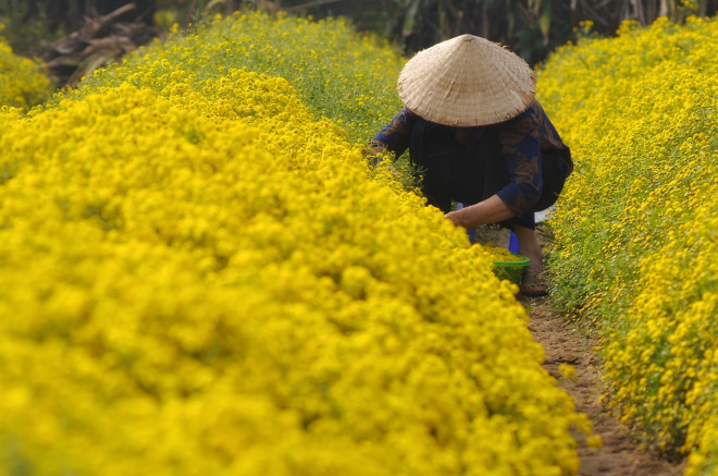 Xao xuyến mùa cúc chi vàng rực trên cánh đồng Nghĩa Trai - 9