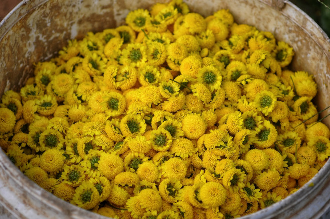 Xao xuyến mùa cúc chi vàng rực trên cánh đồng Nghĩa Trai - 11