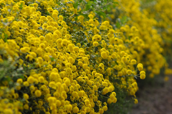 Xao xuyến mùa cúc chi vàng rực trên cánh đồng Nghĩa Trai - 12