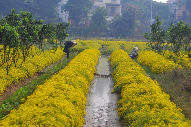 Xao xuyến mùa cúc chi vàng rực trên cánh đồng Nghĩa Trai - 13