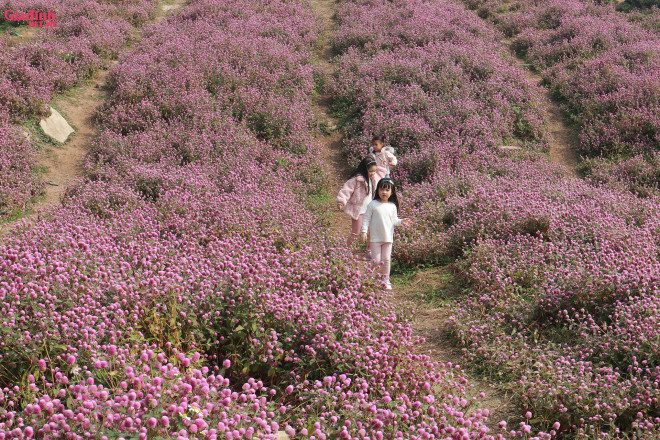 Lạc vào thảo nguyên hoa cổ tích giữa lòng Hà Nội - 6