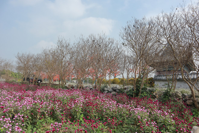 Lạc vào thảo nguyên hoa cổ tích giữa lòng Hà Nội - 7