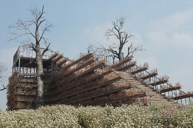 Lạc vào thảo nguyên hoa cổ tích giữa lòng Hà Nội - 9