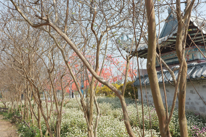 Lạc vào thảo nguyên hoa cổ tích giữa lòng Hà Nội - 10