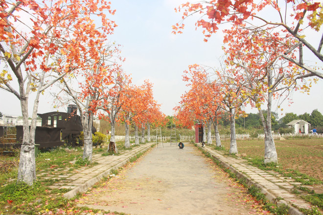 Lạc vào thảo nguyên hoa cổ tích giữa lòng Hà Nội - 12