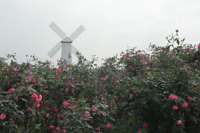 Lạc vào thảo nguyên hoa cổ tích giữa lòng Hà Nội - 14