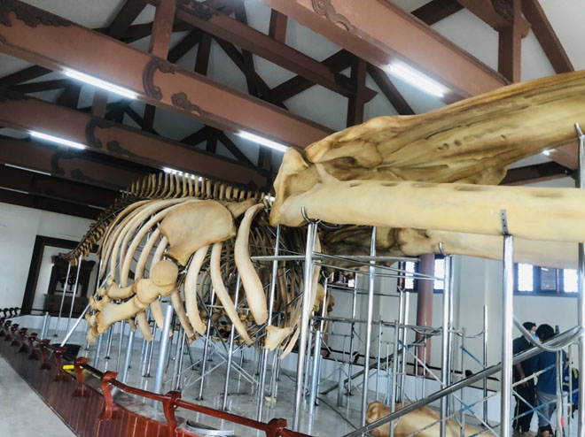 Cận hai bộ xương cá voi 300 năm tuổi ở đảo Lý Sơn - 2