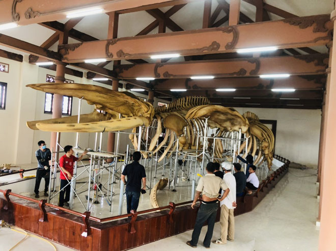 Cận hai bộ xương cá voi 300 năm tuổi ở đảo Lý Sơn - 3