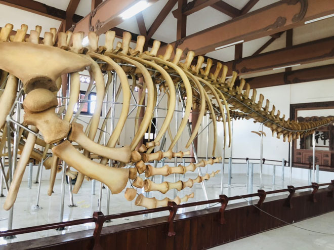 Cận hai bộ xương cá voi 300 năm tuổi ở đảo Lý Sơn - 4