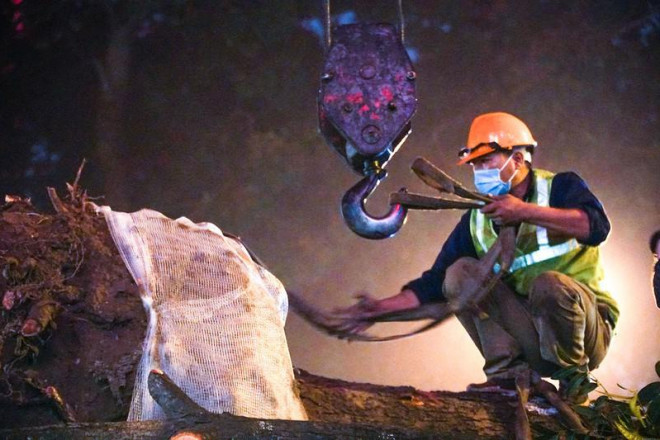 Hà Nội: Xuyên đêm di chuyển cây xanh trên đường Hoàng Quốc Việt dưới trời mưa - 3