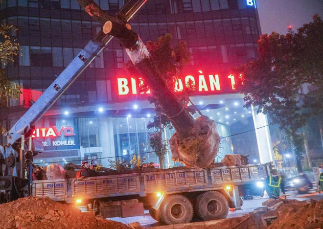 Hà Nội: Xuyên đêm di chuyển cây xanh trên đường Hoàng Quốc Việt dưới trời mưa - 4