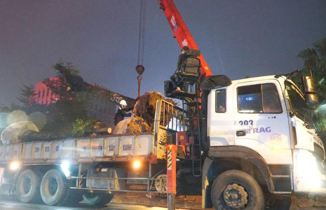 Hà Nội: Xuyên đêm di chuyển cây xanh trên đường Hoàng Quốc Việt dưới trời mưa - 7