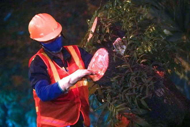 Hà Nội: Xuyên đêm di chuyển cây xanh trên đường Hoàng Quốc Việt dưới trời mưa - 8