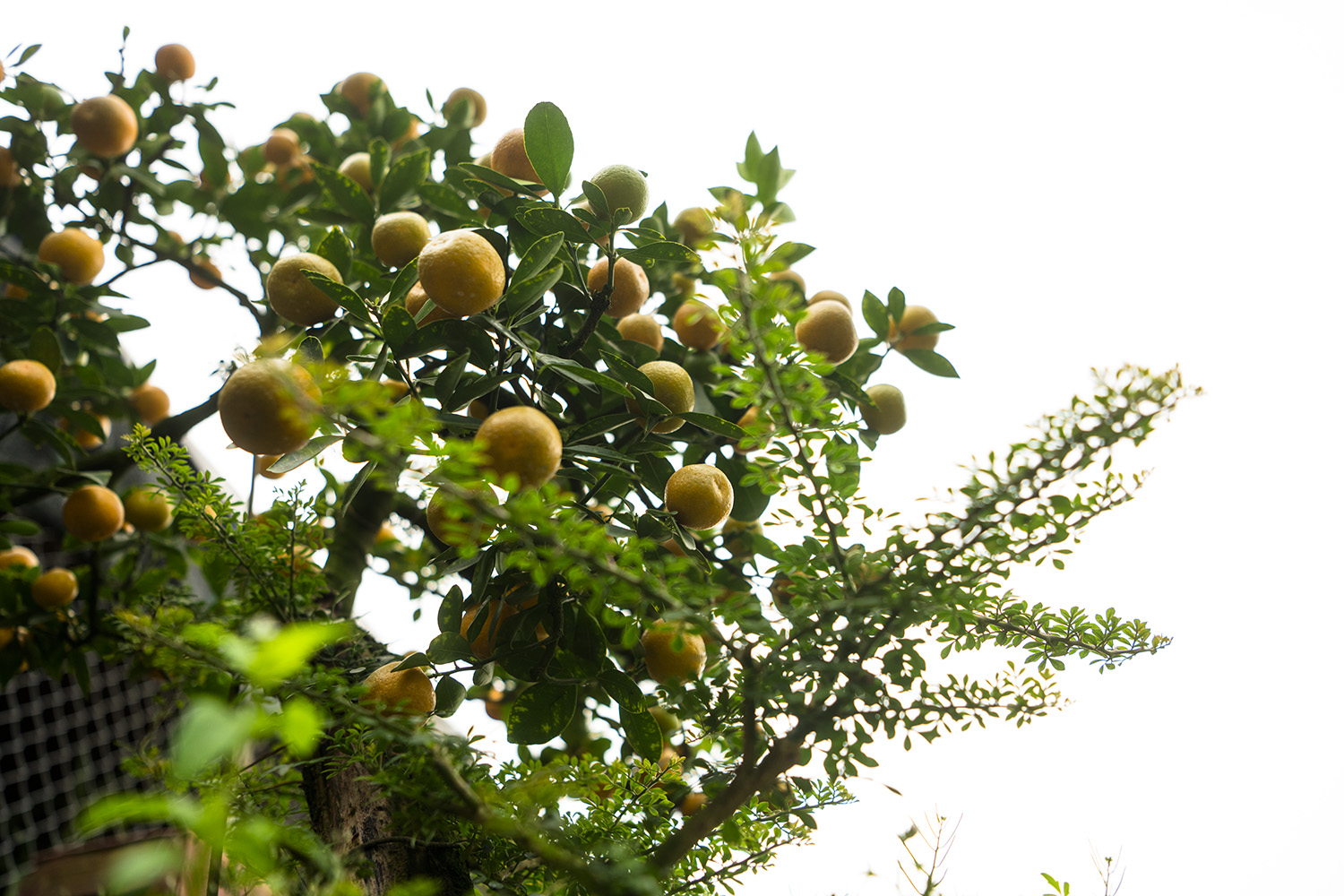 Quất thế độc lạ giá cả trăm triệu vẫn được dân chơi mê mẩn săn đón - 4