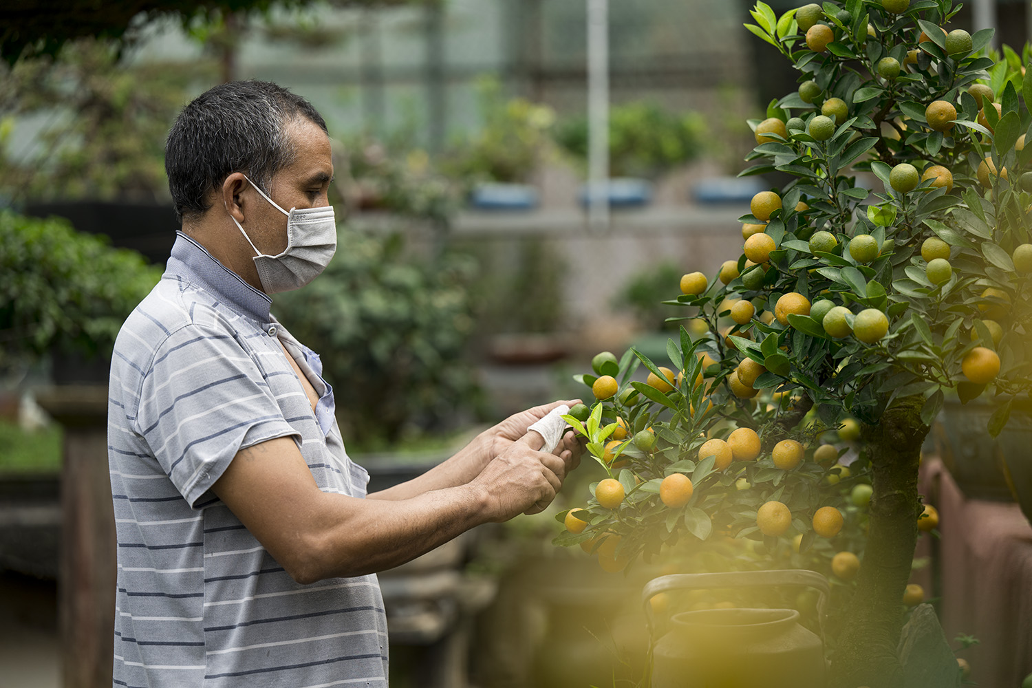 Quất thế độc lạ giá cả trăm triệu vẫn được dân chơi mê mẩn săn đón - 6