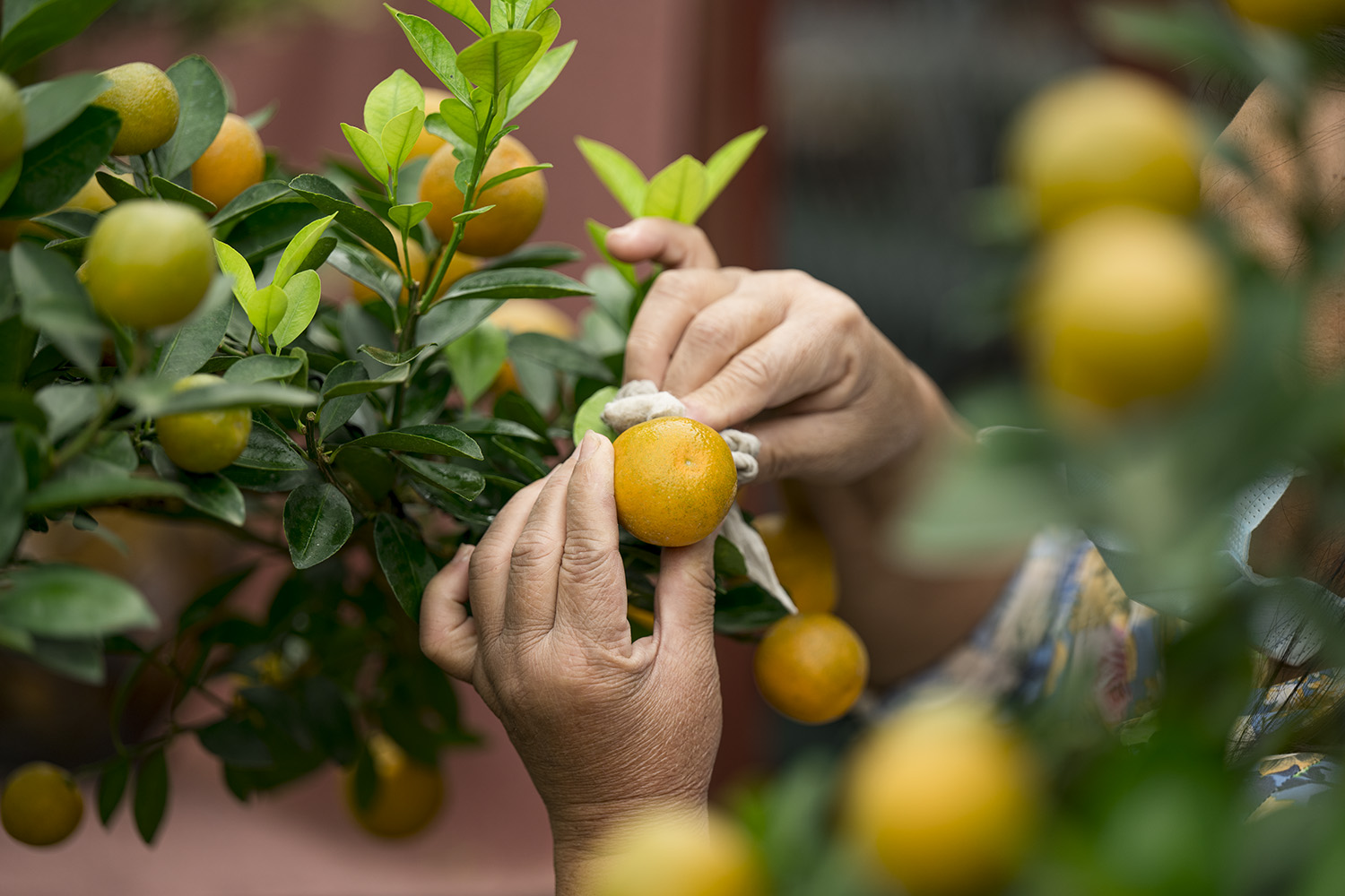Quất thế độc lạ giá cả trăm triệu vẫn được dân chơi mê mẩn săn đón - 7