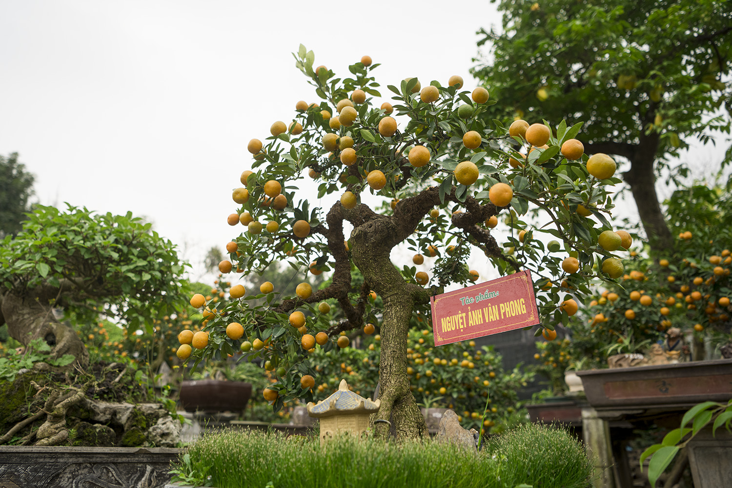 Quất thế độc lạ giá cả trăm triệu vẫn được dân chơi mê mẩn săn đón - 9