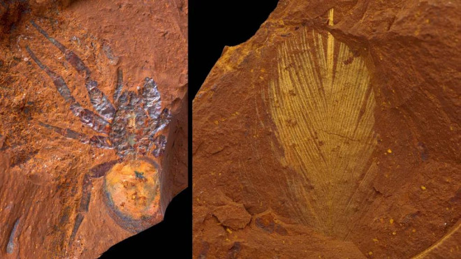 Hàng ngàn sinh vật 16 triệu tuổi nguyên vẹn trong &#34;đá Sao Hỏa&#34; - 1