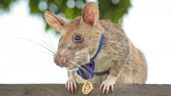 Vì sao Campuchia tiếc thương một chú chuột vừa qua đời? - 1