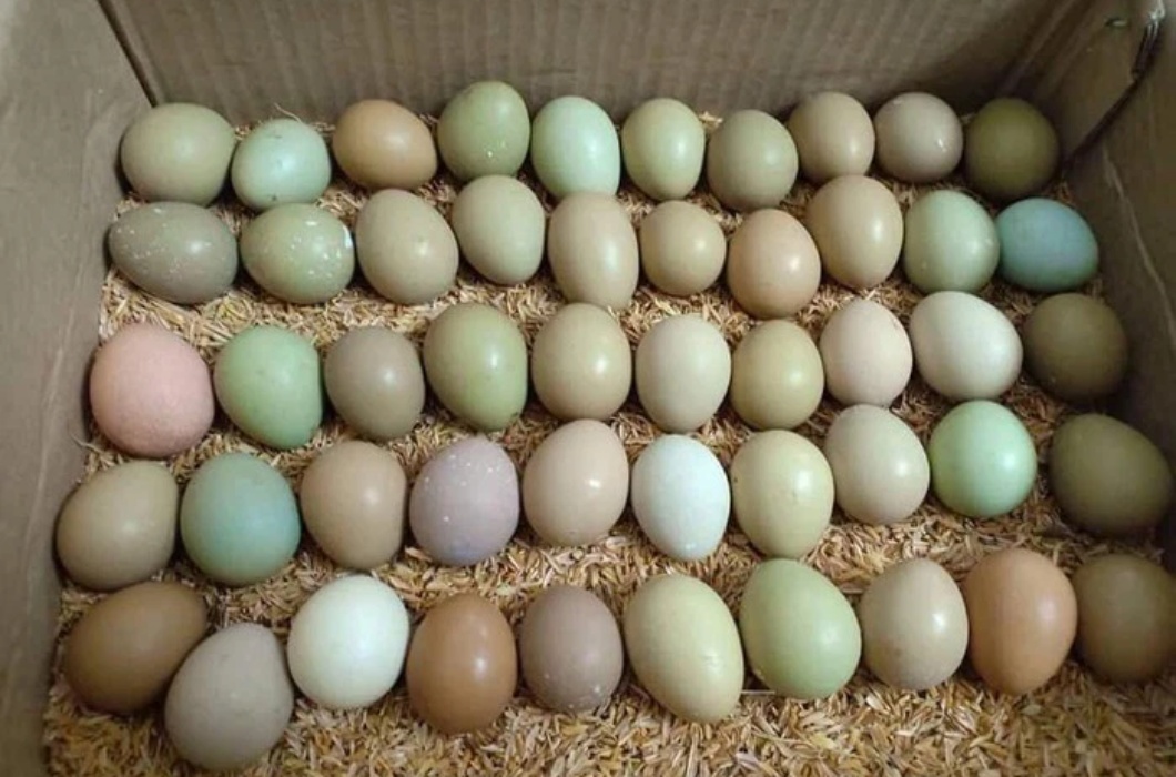 Không có màu trắng hoặc màu cam nhạt như trứng gà thông thường, trứng chim trĩ có rất nhiều màu sắc bắt mắt. Đây là loại thực phẩm đang được các bà nội trợ Việt “đỏ mắt” tìm mua trong dịp Tết này. 

