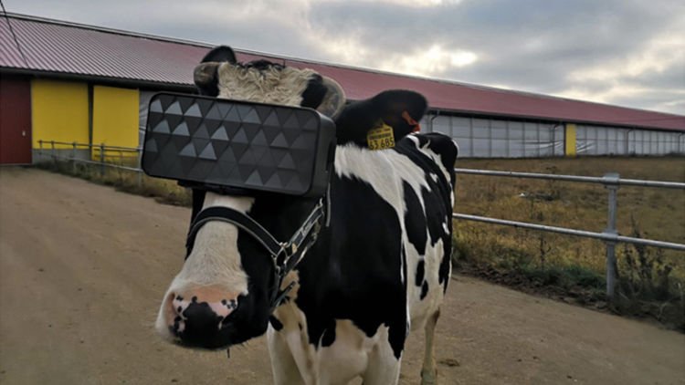 Kinh doanh kiểu mới, người nông dân cho bò đeo kính để tăng sản lượng - 1