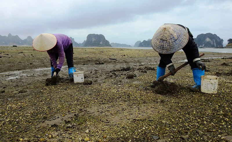 Khi nước biển xuống, lộ ra những bãi triều ven bờ cũng là lúc người dân huyện Vân Đồn (Quảng Ninh) bắt đầu đi săn "sâu đất".
