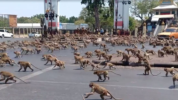 Thái Lan: Đàn khỉ nghìn con hung hăng &#34;chiếm&#34; cả thị trấn, đuổi người khỏi nhà - 1