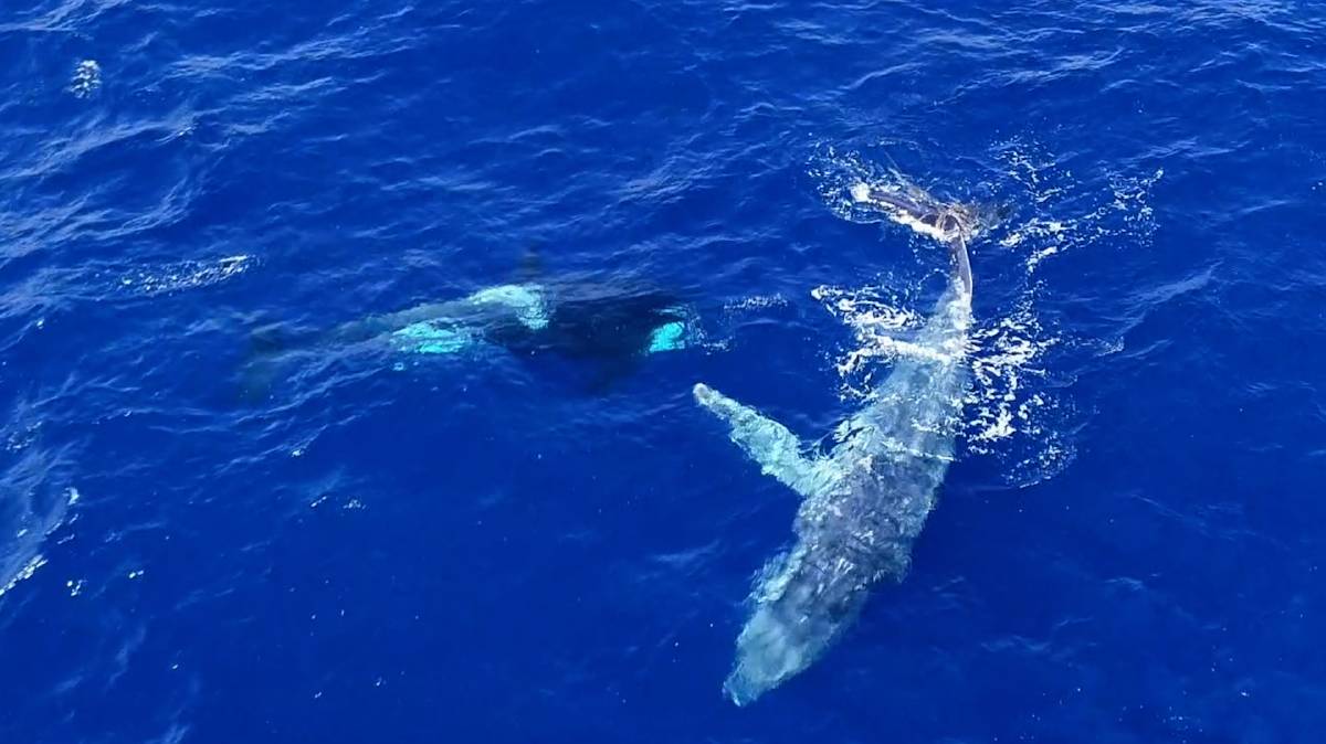 Video: Cá voi lưng gù mắc lưới, đàn cá voi sát thủ lao tới hành động bất ngờ - 1