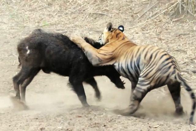 Hổ mới trưởng thành chật vật hạ sát lợn rừng 'khủng'