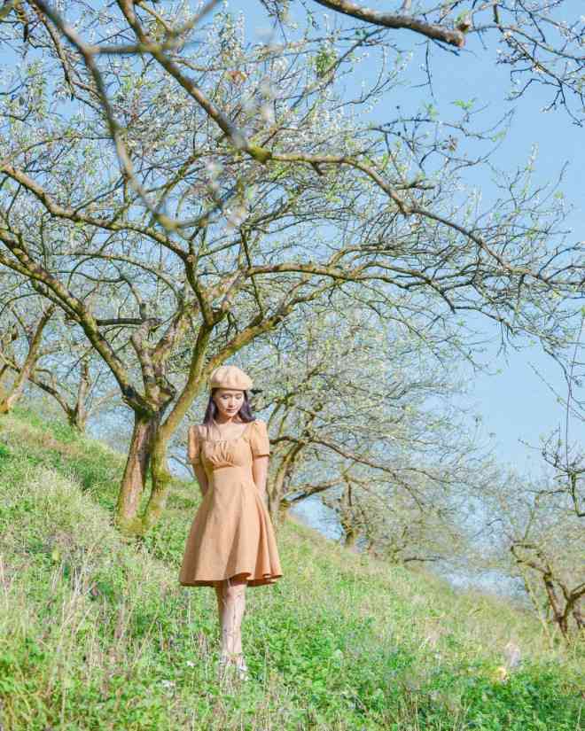 Hoa mận Mộc Châu nở trắng rừng, du khách tấp nập tới check-in - 4