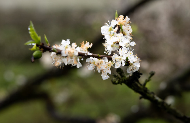 Hoa mận Mộc Châu nở trắng rừng, du khách tấp nập tới check-in - 5